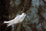 White tern on on a branch