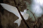 White tern on the tree