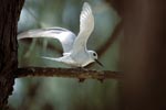 White tern lands on a branch