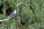 White tern on a thin branch