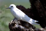 White tern on tree stump