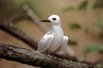 White tern on a branch