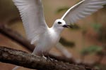 White tern with outstretched wings
