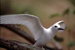 White tern 