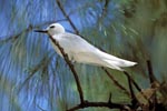 White tern on the tree