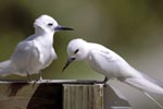 White terns