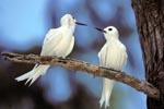 White terns on the tree
