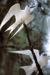 White terns on the tree