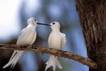 Two White terns on the tree