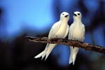 Two White terns