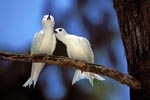 White terns feel well