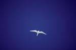 White tern against the blue sky