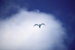 White tern against white cloud