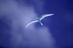 White tern on the midway sky