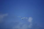 White tern near East Island