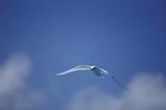 Flying White tern