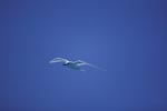 White tern in front of blue Midway sky 