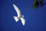 White tern comes back from the sea