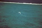 White tern over the sea