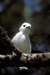 White tern chick on the tree