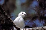 White tern chick on the tree