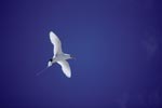 Flying Red-tailed tropicbird