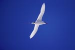 Red-tailed tropicbird on the way back from the sea