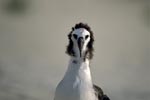 Young Laysan albatross portrait