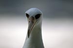 Laysan albatross portrait
