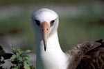 Laysan albatross portrait