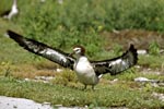 Young Laysan albatross