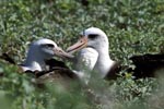 Laysan albatrosses