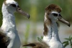 Young Laysan albatrosses