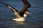 Young Laysan albatross on the sea