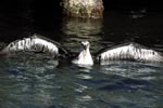 Young Laysan albatross on the sea