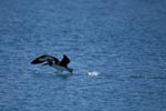 Laysan albatross take off from the sea
