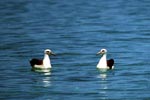 Laysan albatrosses on the sea