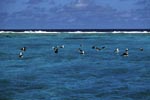 Laysan albatrosses and Blackfooted albatrosses on the sea