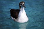 Young Laysan albatross