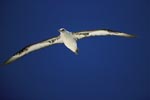 Laysan Albatross glides over the sea