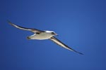Flying Laysan albatross