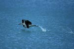 Laysan albatross take off from the sea