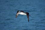Flying Laysan albatross over the sea
