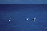 Laysan albatrosses on the sea