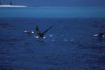 Laysan albatrosses take off from the sea