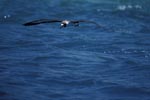 Flying Laysan albatross over the sea
