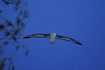 Flying Laysan albatross