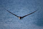 Laysan albatross over the sea