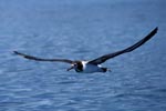 Laysan Albatross over the ocean
