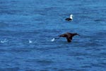 Blackfooted albatross